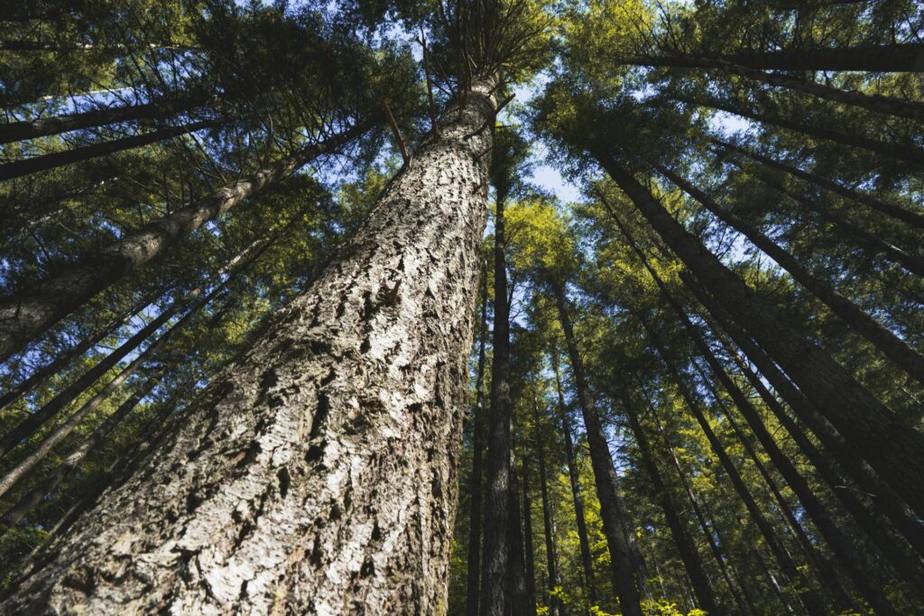 Tall forest canopy viewed from below, representing multigenerational wealth and legacy planning under the estate tax exemption